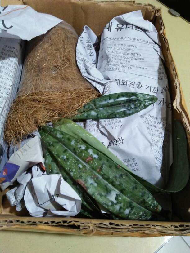 Papiopedillum Gloucophyllum