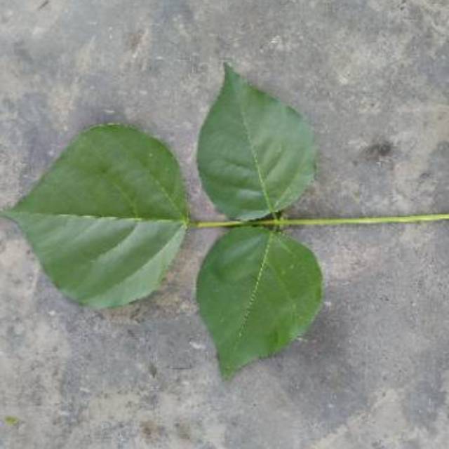 

Daun dadap 500 gram