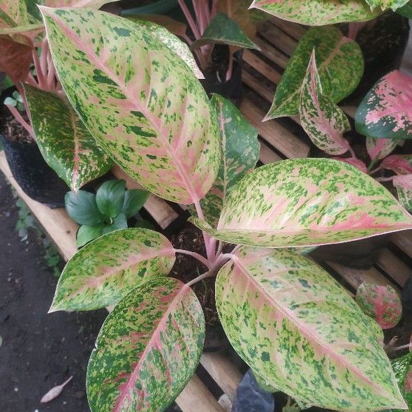 AGLONEMA BIGROY / AGLONEMA LAWLEWAN JUMBO