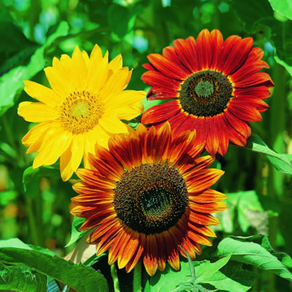 2 Seeds - Sunflower Autumn Beauty Haira Seed Biji Benih - SR0182