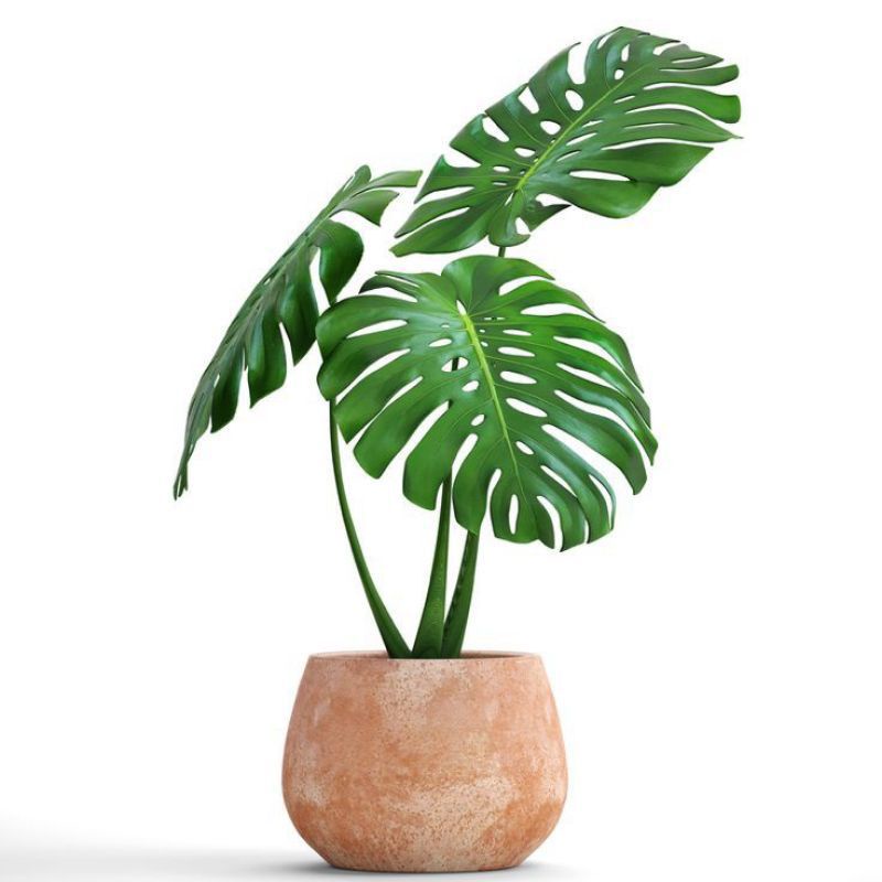 Bonggol monstera king - tanaman hias - tanaman hidup - bunga hidup