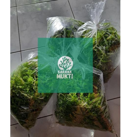 

uh DL6K Anggur laut Green Caviar Latoh Lawi lawi PJ Stock Banyak_