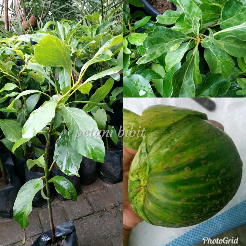Free Ongkir! Bibit Buah Alpukat Jumbo Varigata @_$