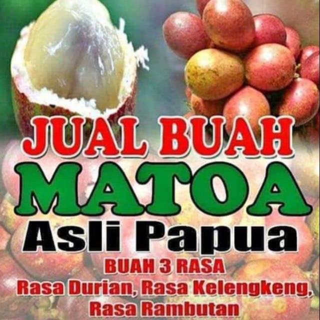 

MATOA MURAH TANGERANG