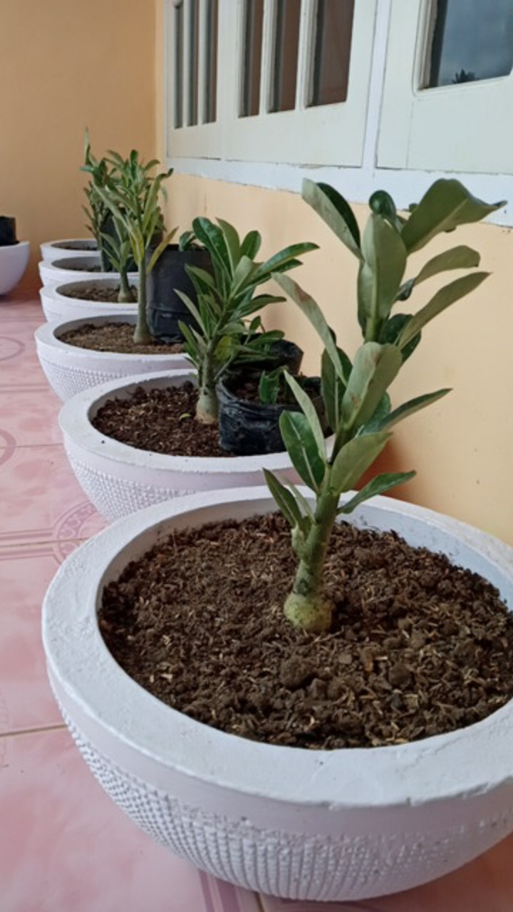 ((newww!!)) Paket 7 Bibit Bunga Tumpuk Adenium - Bibit Kamboja Jepang