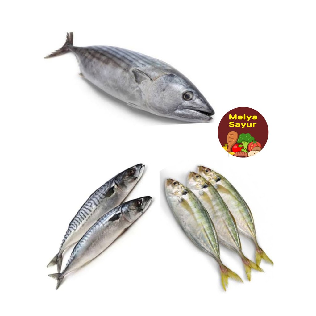 

ikan segar - ikan tongkol / Ikan salam salem / Ikan selar segar - melyasayur