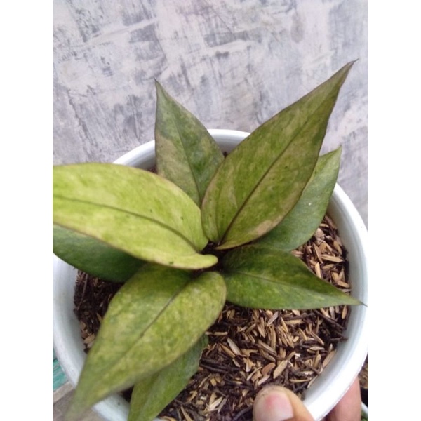 anthorium hookeri pink variegata