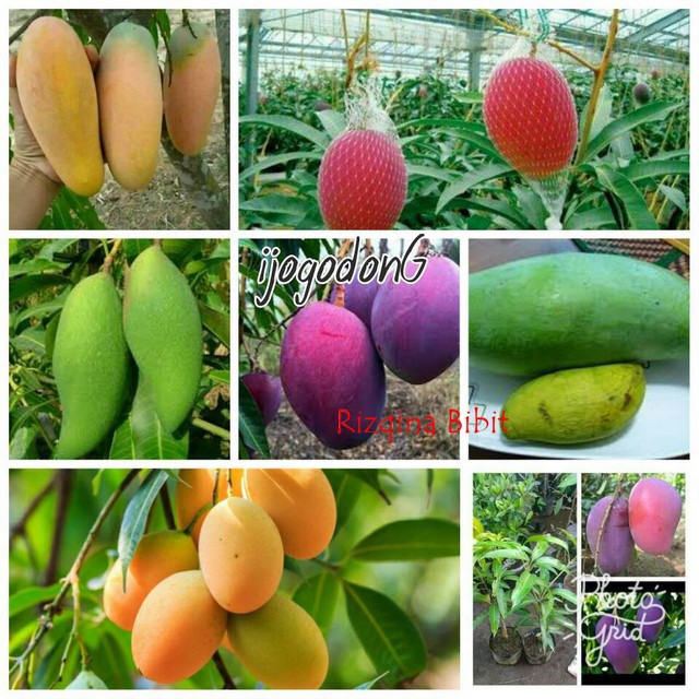 paket bibit Mangga 4 pohon