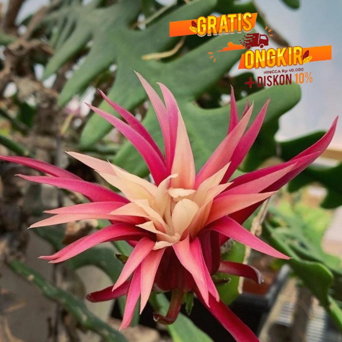 bunga wijaya kusuma daun kris bunga besar /BUNGA HIDUP TANAMAN HIAS GANTUNG HIDUP/BUNGA HIASAN RUMAH