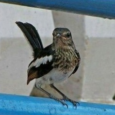 kacer trotolan jantan body besar