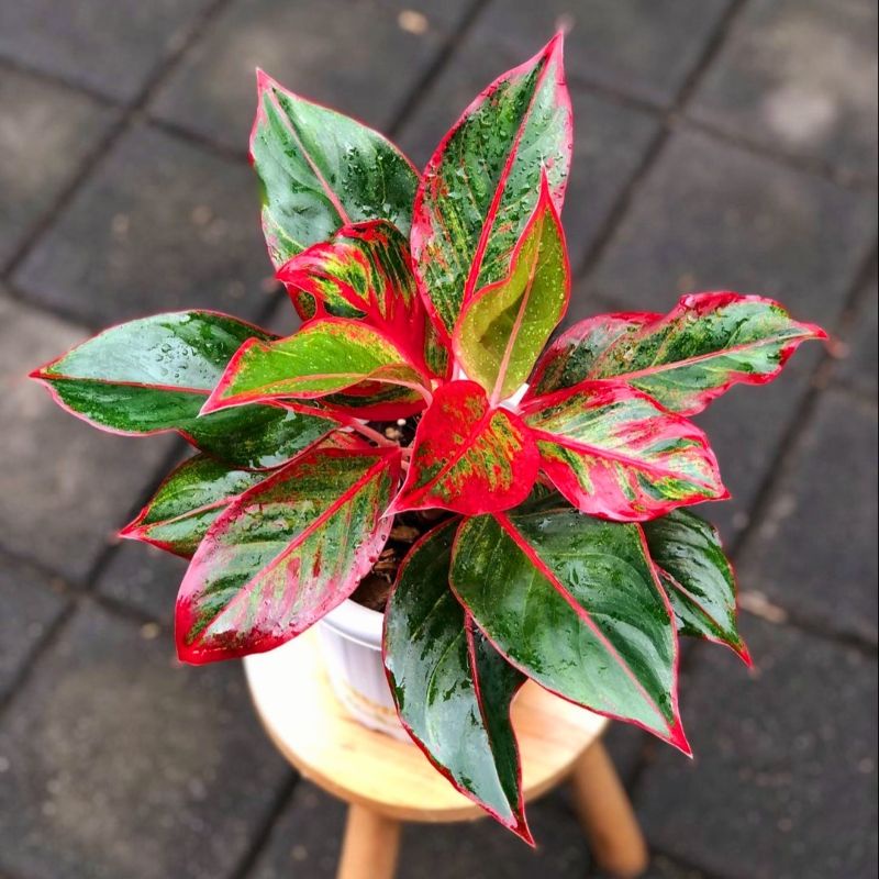 Aglaonema red lipstik siam auora /Aglonema red lipstik siam aurora / Aglonema red lipstik (Tanaman hias aglaonema red lipstik) - bunga hidup - bunga aglonema - aglaonema merah - aglonema merah - aglaonema import - aglaonema murah