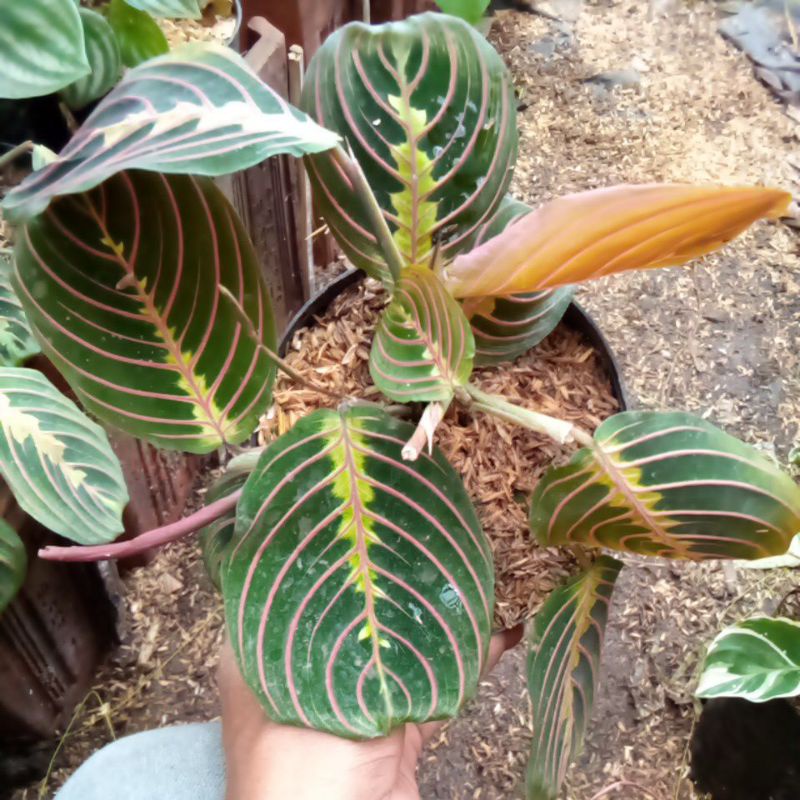 tanaman hias maranta kepiting/calathea kepiting