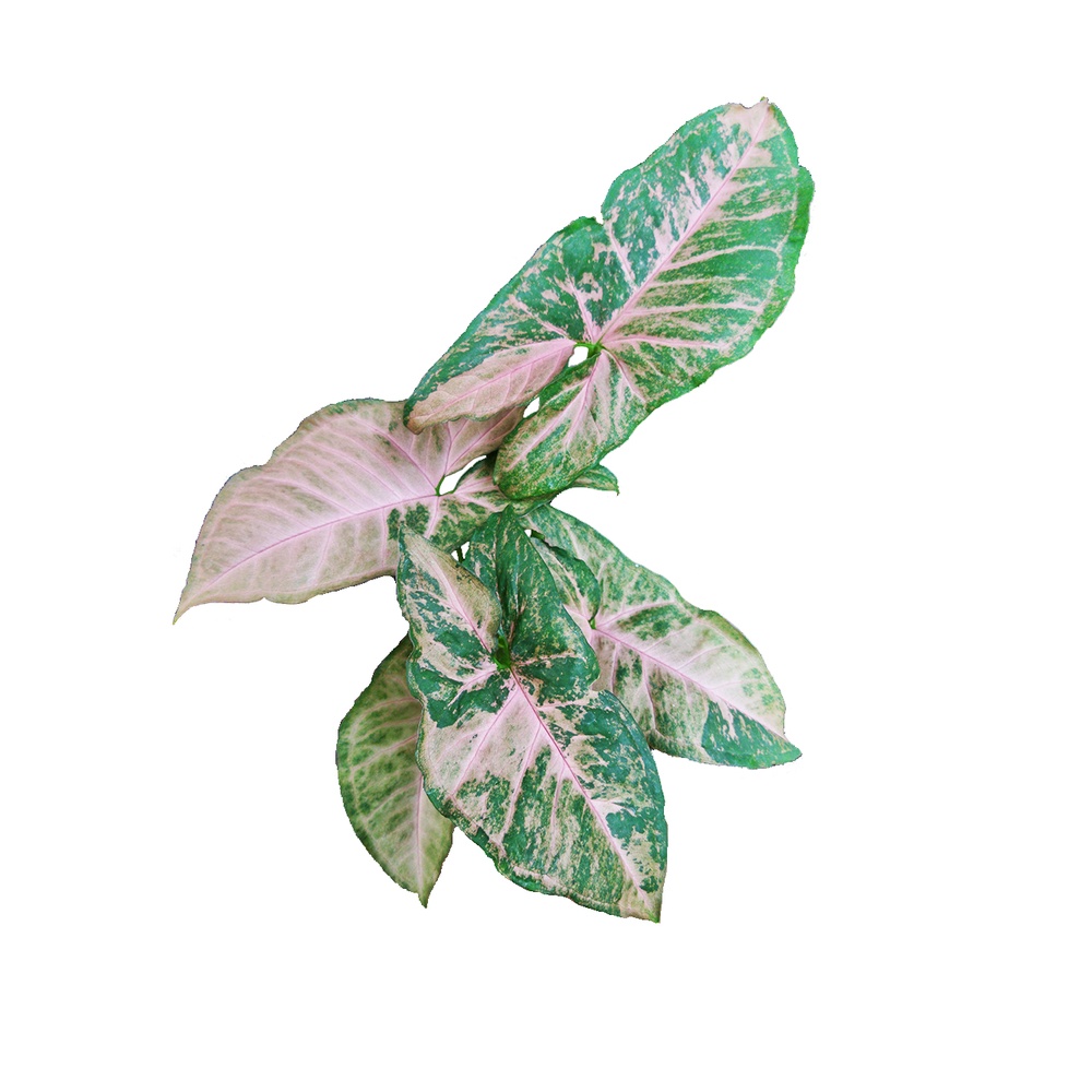Tanaman Syngonium Pink Flacked