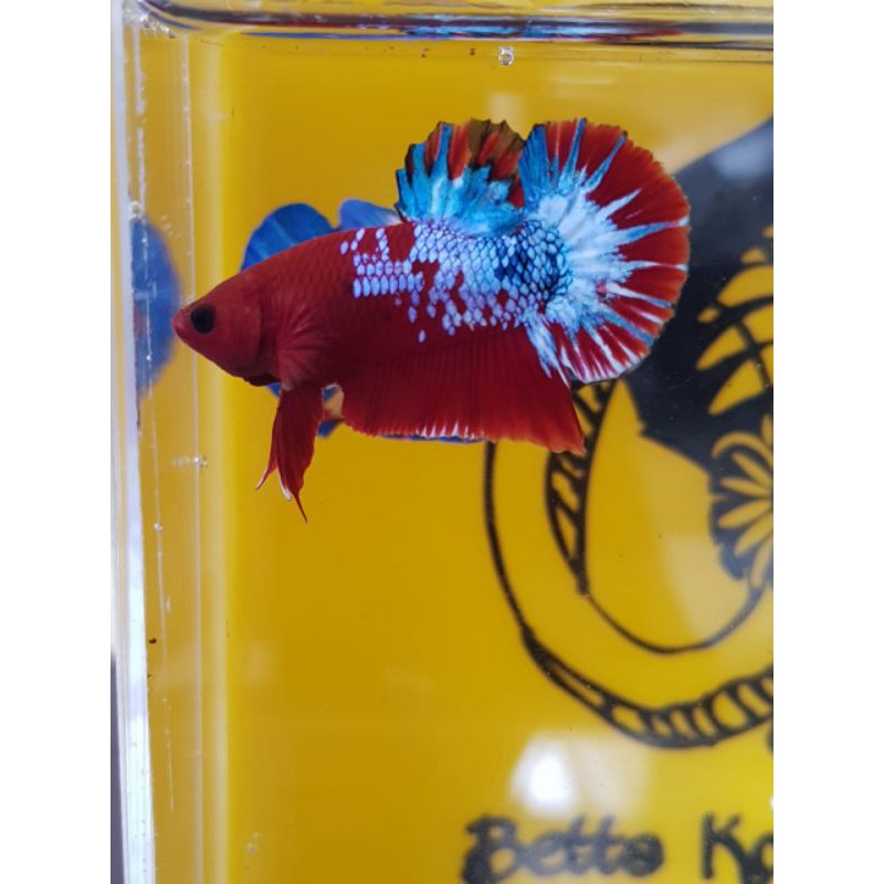 

betta cupang Hallboy