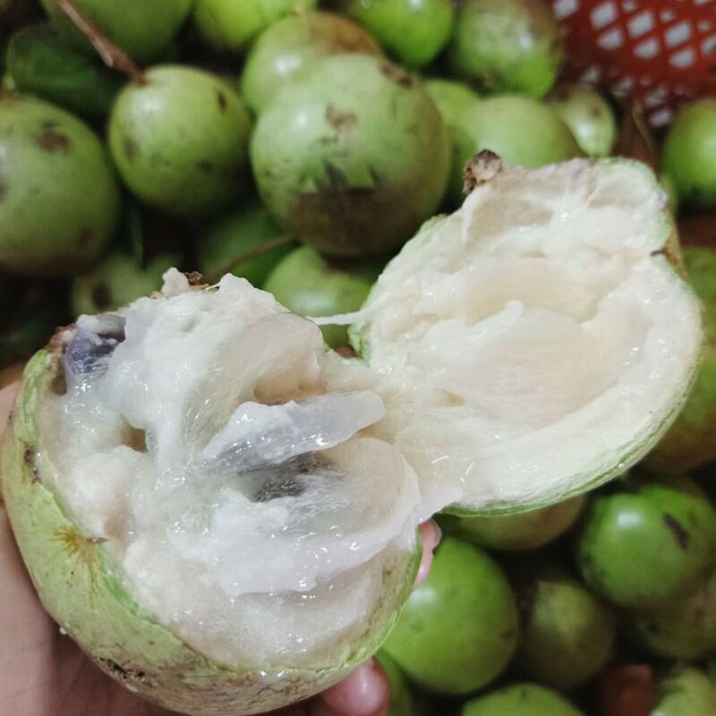 Bibit Tanaman Buah Sawo Durian / Kenitu /Sawo Ijo / Sawo Apel / Sawo Susu / Sawo Manila / Sawo Kadu
