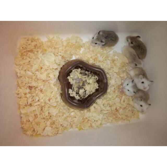 Sepasang Hamster Roborovski