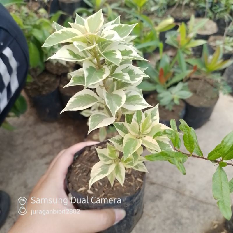 bibit bunga bougenville ori jenis SGP/ ekor musang.