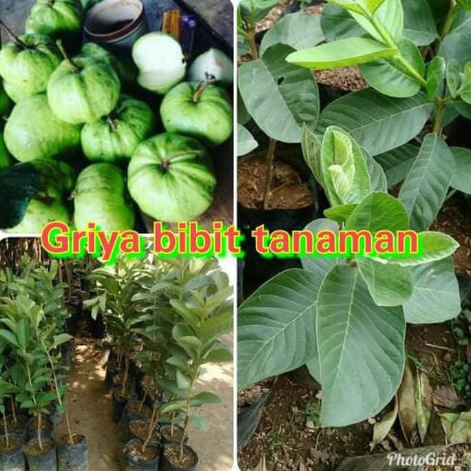 PAKET 3 BIBIT JAMBU (MADU DELI HIJAU, MADU DELI MERAH DAN KRISTAL) **
