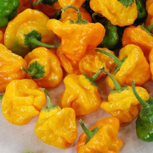 Benih Bibit Biji - Cabai Jamaican Yellow Mushroom (Cabe Berbentuk Jamur) Pepper Seeds