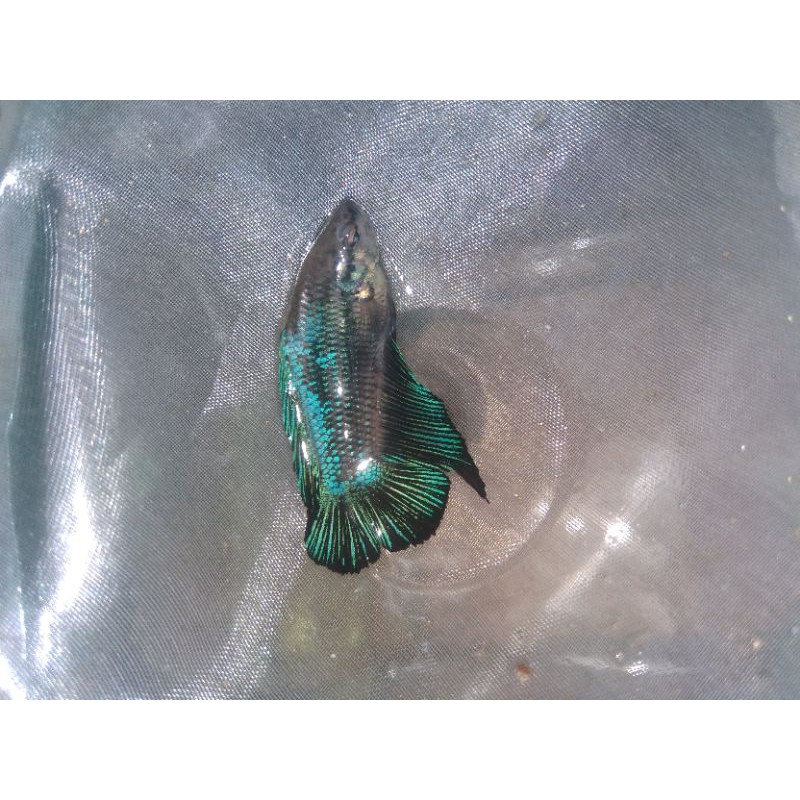 Ikan Cupang Plakat Double Tail