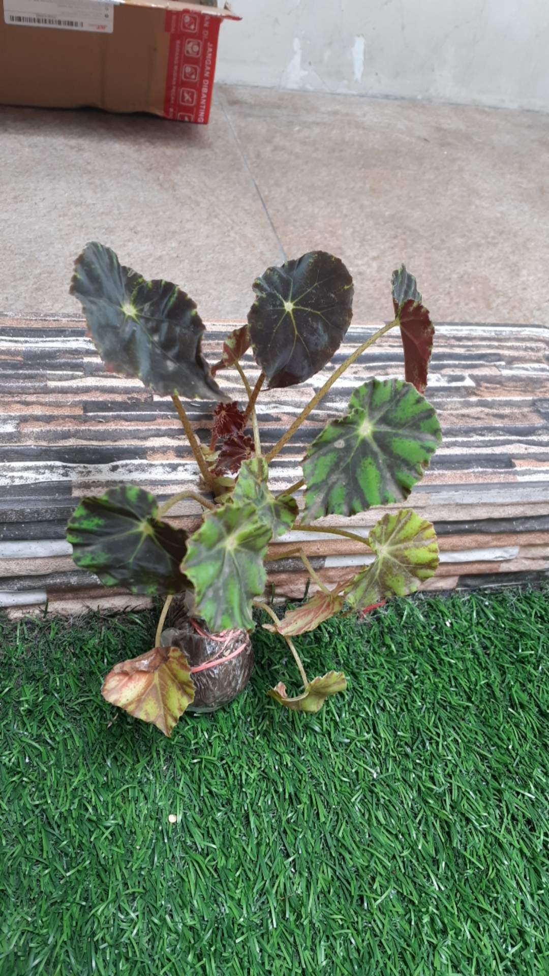 Begonia Kerang