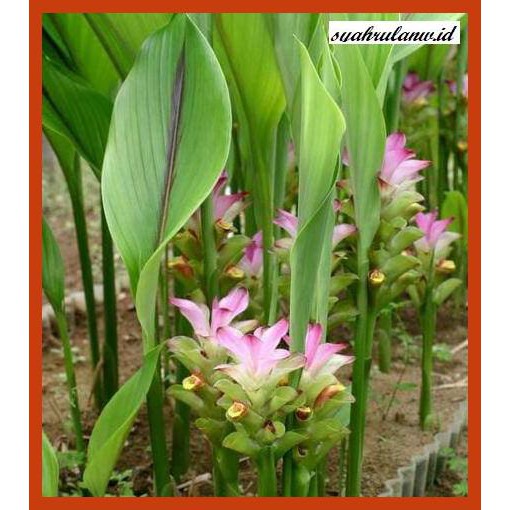 

OBAT-HERBAL- TEMULAWAK SEGAR ORGANIK TEMU LAWAK DI AMBIL DARI ALAM -HERBALITY.