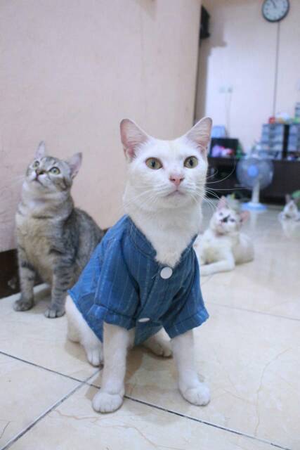 Baju koko lebaran untuk kucing 2019 / baju kucing lucu murah size S M L XL