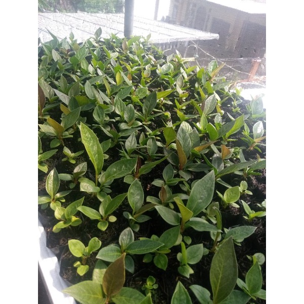 jemani mangkok tornado