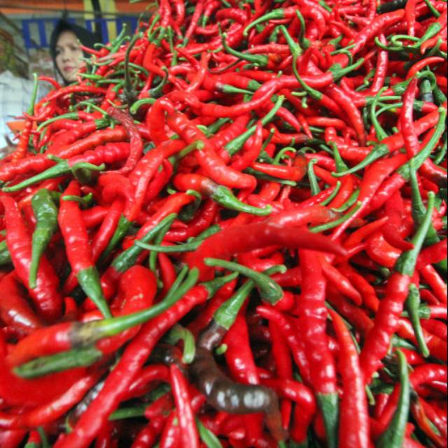 

Cabe merah TW cuma 20rb an per 1 kg