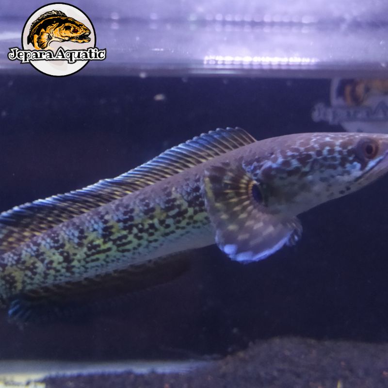 promo channa auranti grade A++