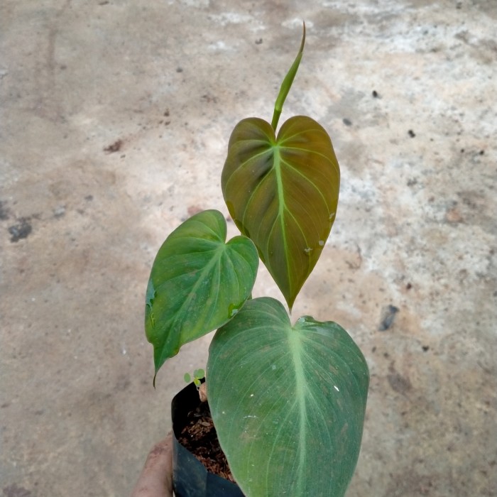 tanaman hias Philo dendron mican/Milano mini