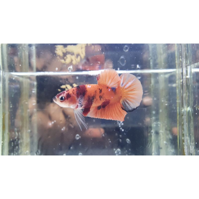 CUPANG NEMO