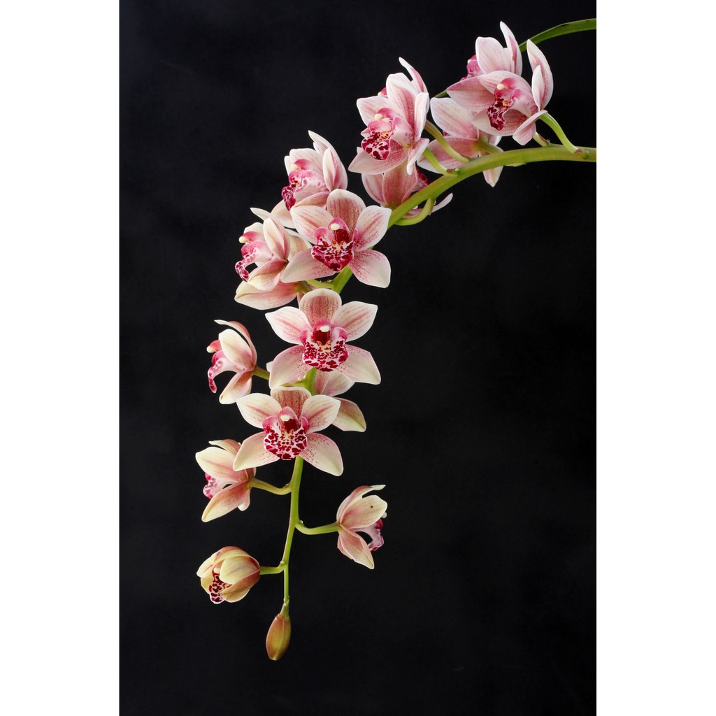 BIBIT TANAMAN HIAS BUNGA ANGGREK CYMBIDIUM SPIKE