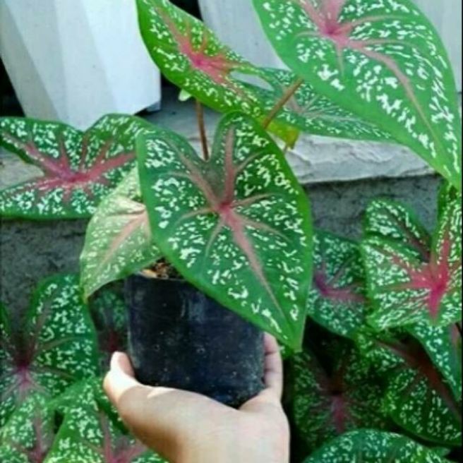 Tanaman Bunga Hias Keladi Batik Keladi Red Star Red Star Shopee Indonesia