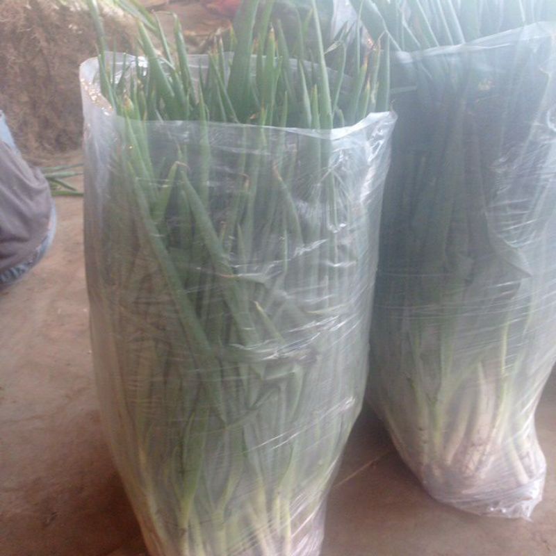 

bawang daun fresh 1kg