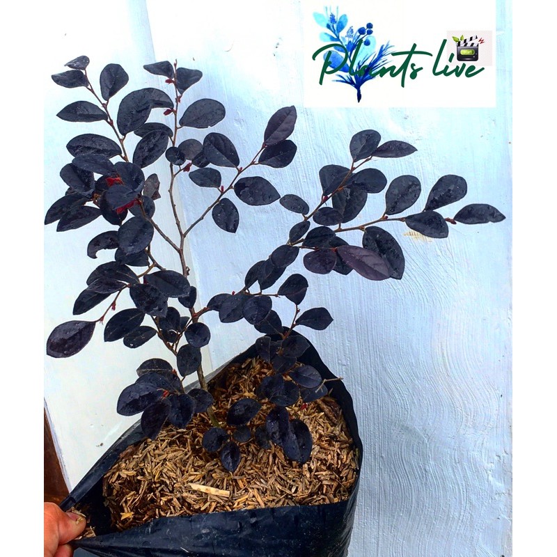 tanaman serut hitam serut merah pitaloka loropetalum