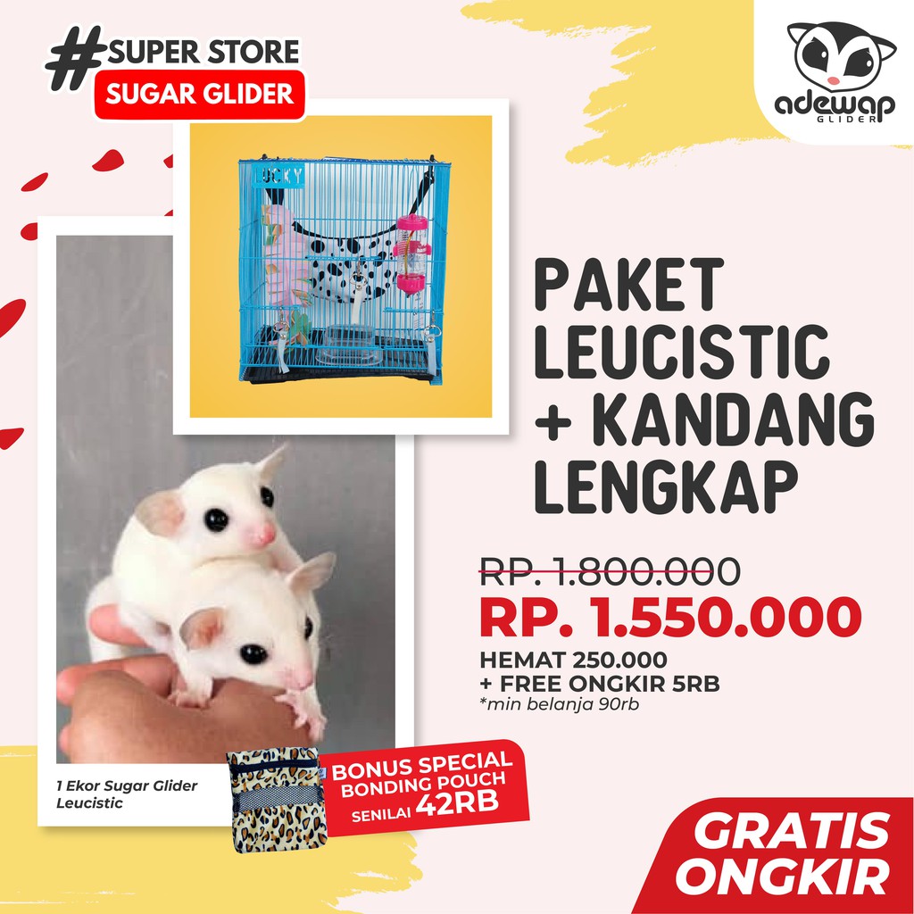 [Kurir Instant] Paket Sugar Glider Leucistic Joey Imut Lucu Jinak + Kandang Lengkap Termurah