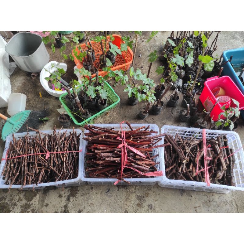 1 PAKET CUTTING / BATANG ANGGUR JENIS ISABELLA ISI 10 CUTTING