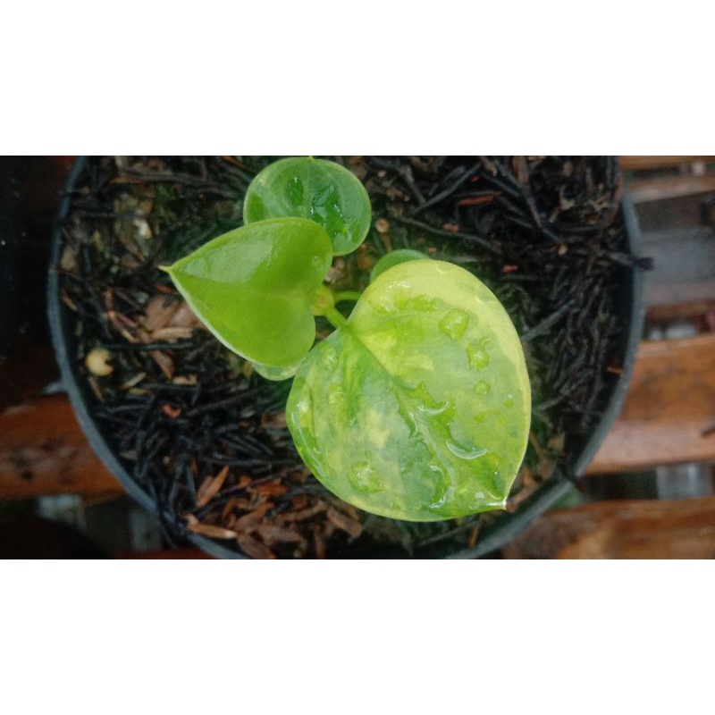 Jemani Tornado Varigata