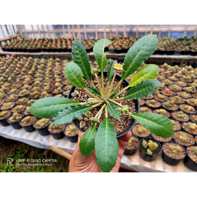 Sukulen kelapa Import