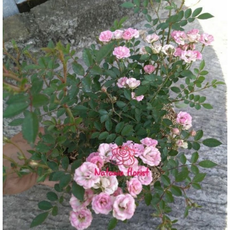 bibit mawar floribunda baby postar merah