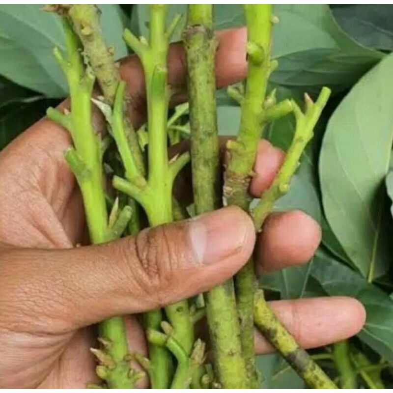 entres alpukat aligator, Hass,miki ,Red v,  indukan sudah berbuah