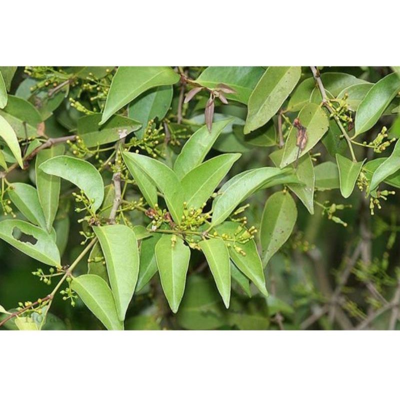 

MURAHHH !! 500 GRAM DAUN BENALU MANGGA SEGAR HERBAL ALAMI