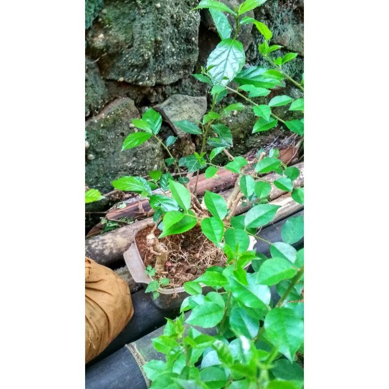 bonsai serut hidup karakter