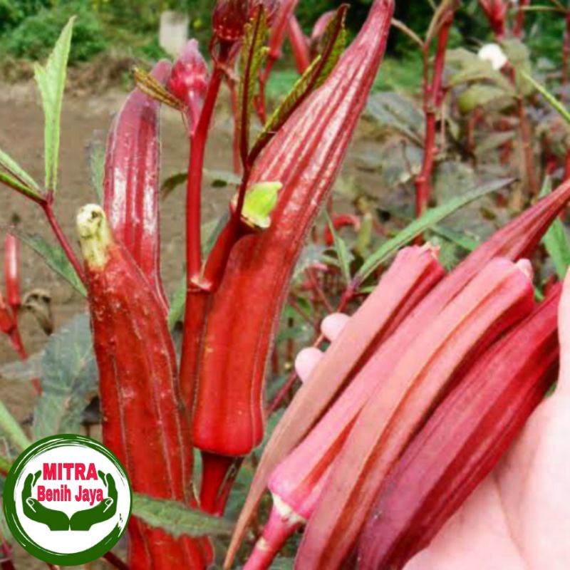 3 Biji Benih unggul Okra Merah Carmine Splendor / Benih Sayuran / Bibit Sayuran / Biji Sayuran Okra 