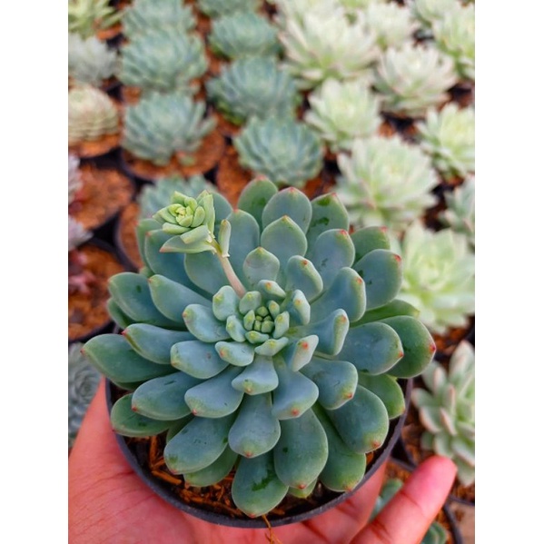 Sukulen Echeveria Blue Elf Import Korea