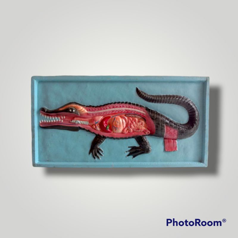 

Penampang Buaya Model penampang Buaya alat pendidikan praktek biologi IPA