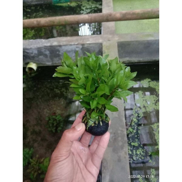 hygrophila polysperma sunset tanaman Aquascape