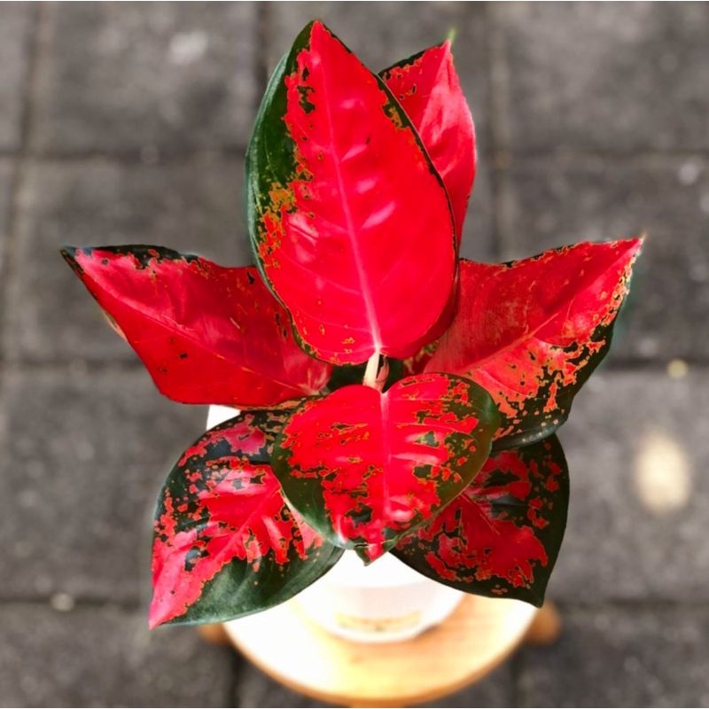 Aglaonema suksom jaipong /Aglonema suksom jaipong / Aglonema suksom jaipong (Tanaman hias aglaonema suksom jaipong merah) - bunga hidup - bunga aglonema - aglaonema merah - aglonema merah - aglaonema import - aglaonema murah