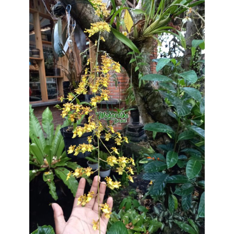 ANGGREK ONCIDIUM AMERICANA